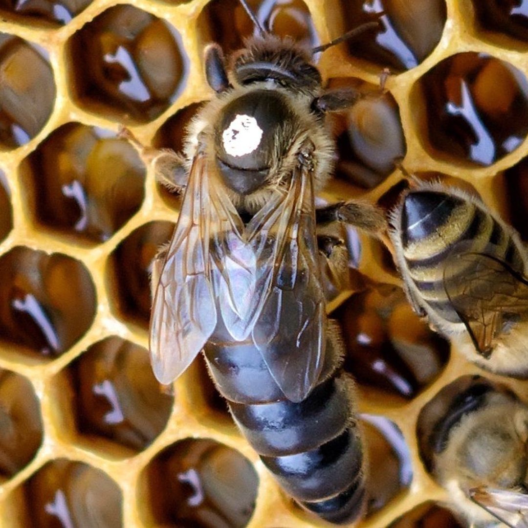 Apis mellifera carnica selektivno parene matice pčela