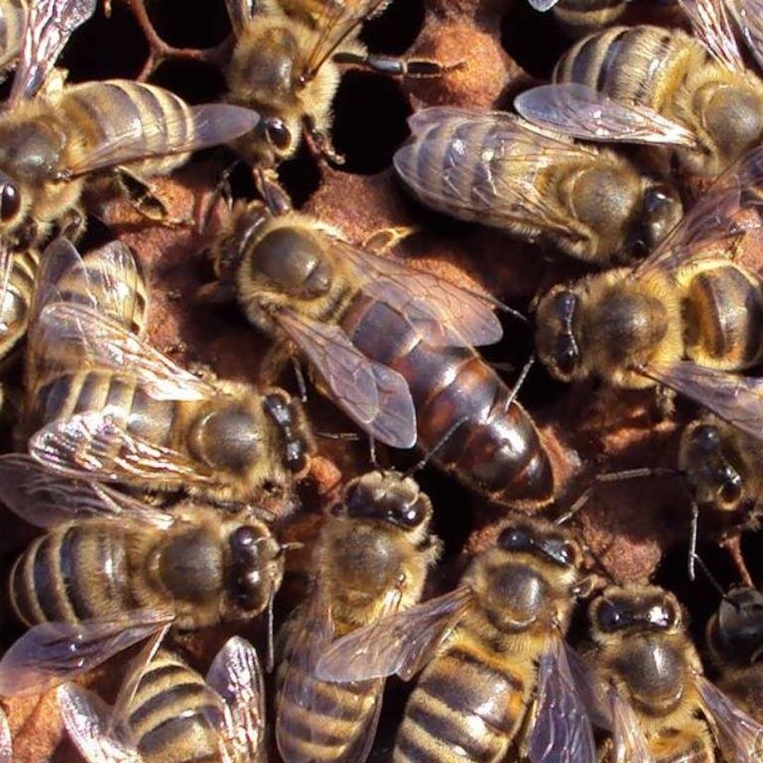 Apis mellifera carnica selektivno parene matice pčela
