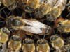 Apis mellifera carnica selektivno parene matice pčela