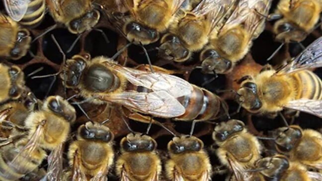 Apis mellifera carnica selektivno parene matice pčela