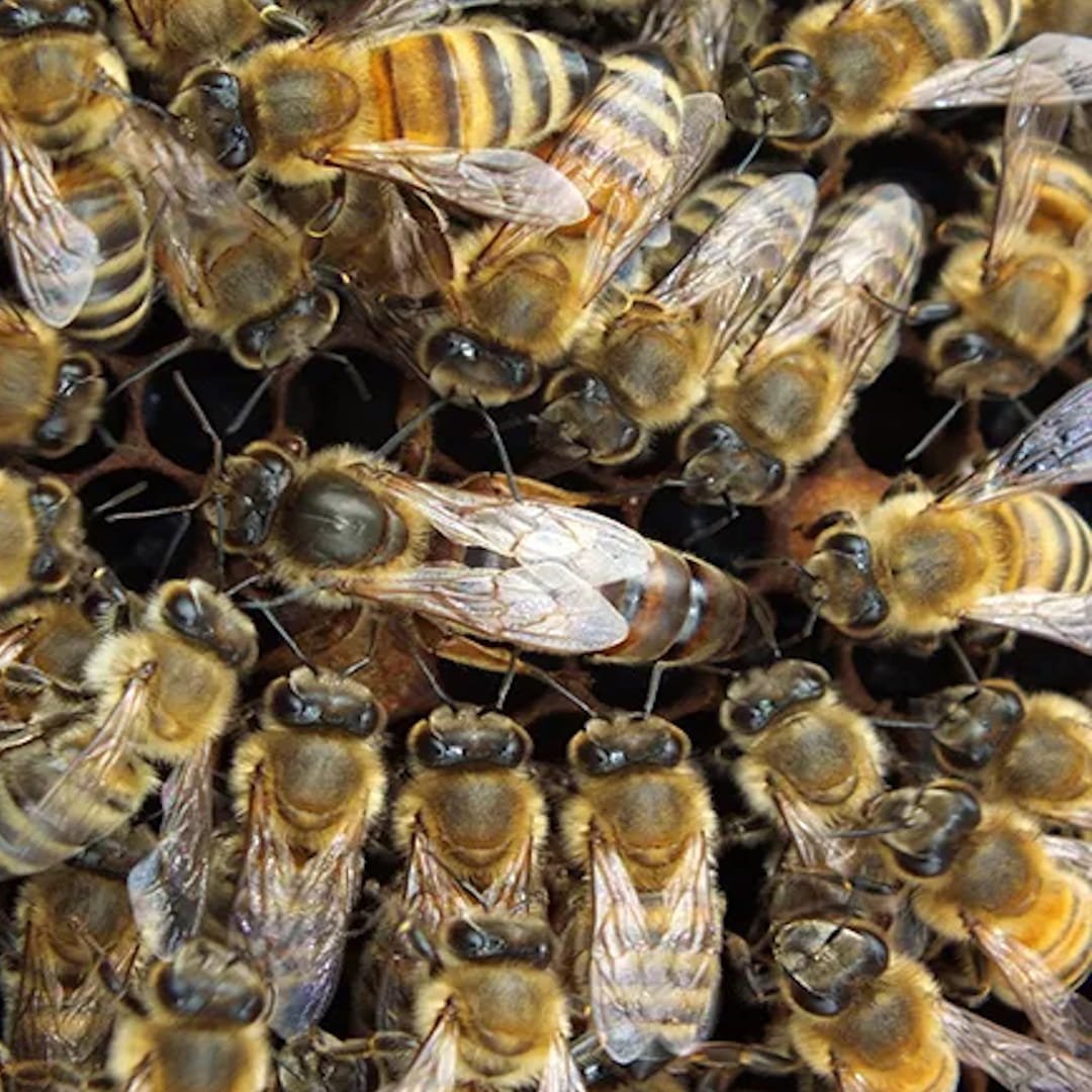 Apis mellifera carnica selektivno parene matice pčela