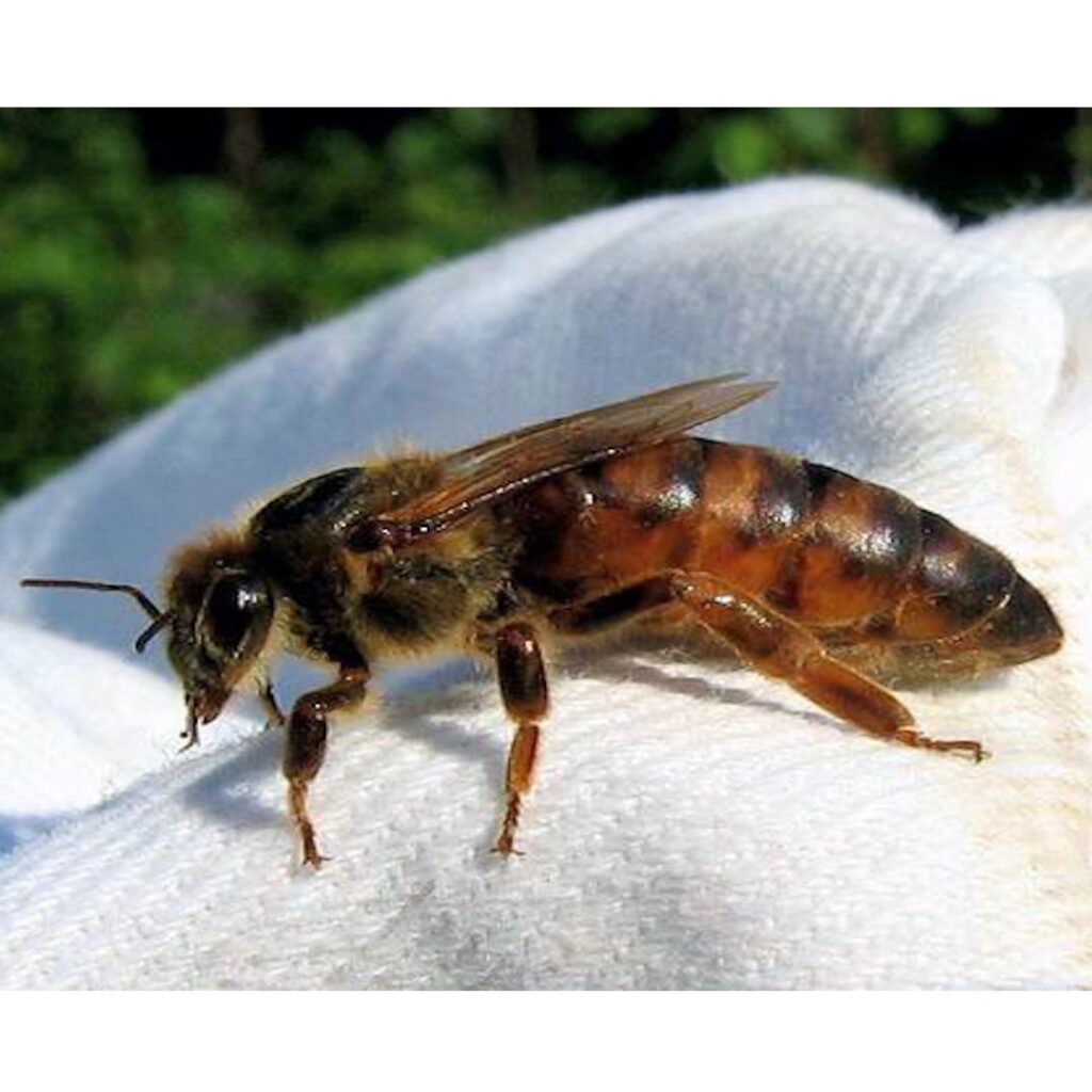 Apis mellifera carnica selektivno parene matice pčela