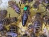 Apis mellifera carnica selektivno parene matice pčela