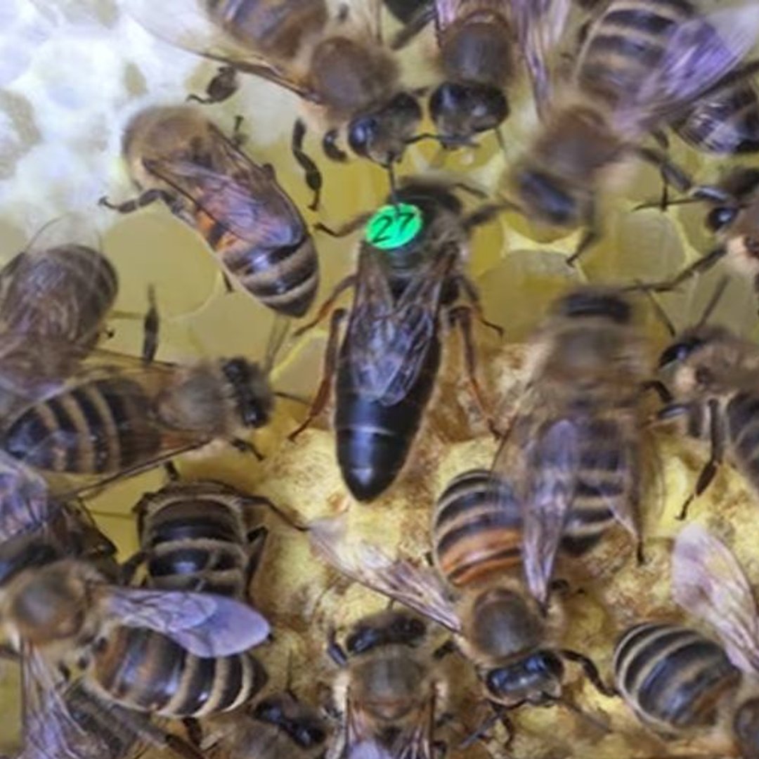 Apis mellifera carnica selektivno parene matice pčela