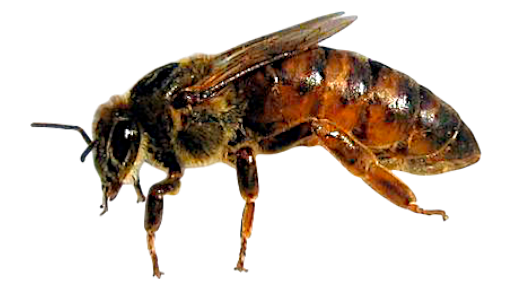 Apiscarnica.croatica.com